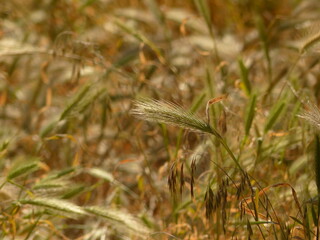 Sticker - wheat in the wind