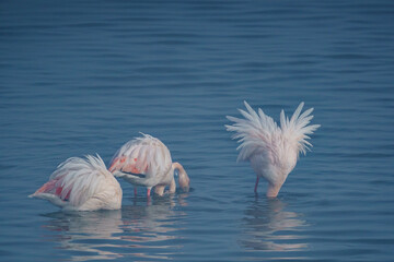 Canvas Print - Group of Greater flamingos (Phoenicopterus roseus), Camargue, Turkey