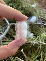 a hand-held cocoon, a white cocoon among the leaves