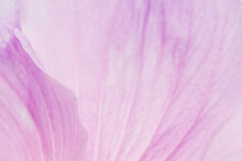Pink Hibiscus Flower Background. Macro Of Pink Petals Texture. Soft Dreamy Image.