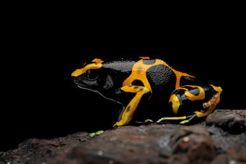 Dendrobates leucomelas dart frog side view, Dart Frog side view on isolated background