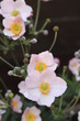 Gentle pink blooming anemone flowers with buds on a dark background