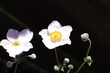 Gentle pink open anemone flowers with buds on a dark background