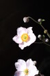 Gentle pink anemone flower with an open flower and buds on a dark background