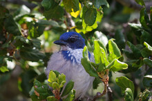 Close-up Portrait Of A Young Blue Jay Bird In A Tree