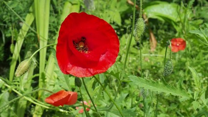 Wall Mural - Red poppy on a sunny summer day. A bright flower and buds sway in the wind