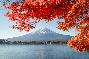 Wall Mural - mount fuji in autumn season, lake kawaguchi, yamanashi prefecture, japan
