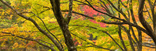 Panorama Of Colorful Maple Trees In Autumn Season, Japan