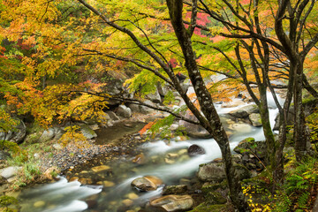 Wall Mural - forest stream in autumn season near shosenkyo, kofu, yamanashi prefecture, japan