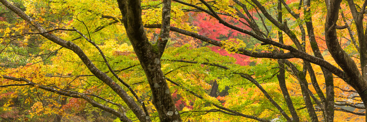 Wall Mural - panorama of colorful maple trees in autumn season, japan