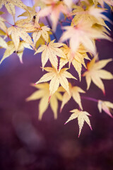 Wall Mural - japanese maple leafs in autumn season