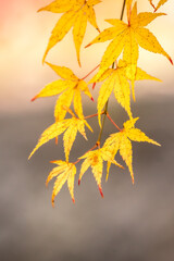 Wall Mural - close up of yellow japanese maple leaves on a branch