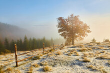 Amazing Scene On Autumn Mountains. First Snow And Orange Trees In Fantastic Morning Fog. Carpathians, Europe.