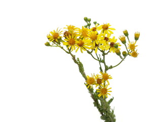 Wall Mural - Cota tinctoria, golden marguerite, yellow chamomile, or oxeye chamomile isolated on white