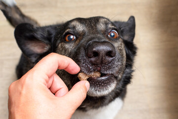 dog grabs a bone-shaped treat with its open mouth