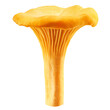 mushroom Chanterelle isolated on white background, clipping path, full depth of field