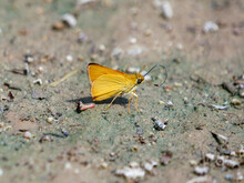 Delaware Skipper Butterfly On The Ground
