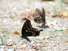 Spicebush Swallowtail Butterfly On The Ground