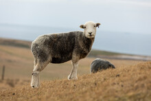 A Recently Sheared Sheep Grazing On Very Dry Welsh Mountain Grass Due To Recent Drought, Isolated From Background