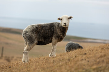 a recently sheared sheep grazing on very dry welsh mountain grass due to recent drought, isolated from background