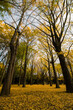 Autumn Yoyogi Park covered with yellow fallen leaves lined with ginkgo groves