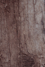 Wood Background With Burrs. A Longitudinal Section Of A Tree. Embossed Wood Background. Textured Surface With Shadows. Old Cracked Tree Trunk. Vintage Greasy Background.