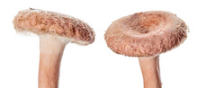 Two Pink Woolly Milkcaps On White