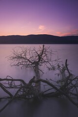 Poster - Vertical shot of a purple sunset over a fallen dry tree in the water