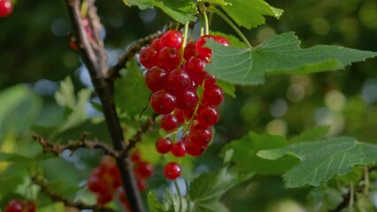 Wall Mural - Fresh ripe red currant growing in the garden ready for harvesting. Agriculture or gardening concept. Close up. 4k video