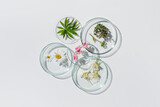 Fototapeta Boho - Petri dishes on white background.Natural medicine, cosmetic research, bioscience, organic skin care products. Top view, flat lay. Scientific laboratory glassware. Research and development Concept