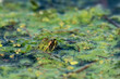zielona żabka w zielonej wodzie z roślinami