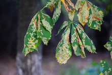 Diseases Of Trees Chestnut Horse Moth Rust Plant Diseases Close-up Leaves. Photo In High Horse Chestnut Leaves Affected By Rust Moth Disease On A Bright Green Background In Ukraine Kyiv Symbol Of Kyiv