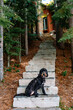 A shaggy black dog stands at the bottom of a stairway that leads up through a carpet of orange pine needs and pine trees to a cabin.