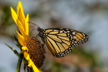 Monarch Butterfly (Danaus Plexippus) Feeding On Sunflower;  Laramie, Wyoming