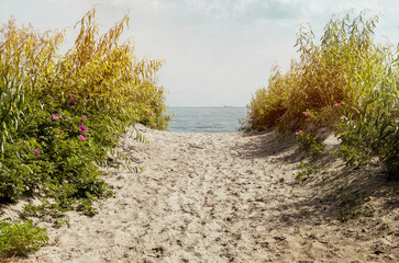 Wall Mural - Morning on the shore of the Baltic Sea	