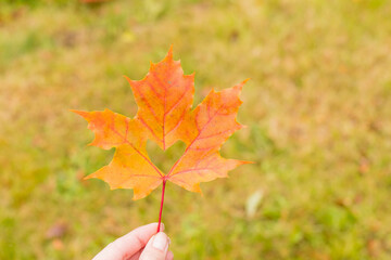 Wall Mural - it's a very nice detail in nature. hand with big orange leaf with a heart-shaped hole on it up close