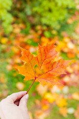 Wall Mural - it's a very nice detail in nature. hand with big orange leaf with a heart-shaped hole on it up close