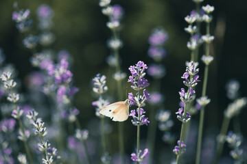 Wall Mural - Pieris butterfly on lavender flower and natural background.