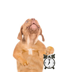 Poster - Mastiff puppy with shows alarm clock and looks up.  isolated on white background