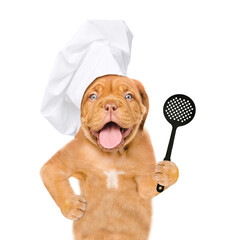 Poster - Funny dog wearing chefs toque holds skimmer in its paws. isolated on white background