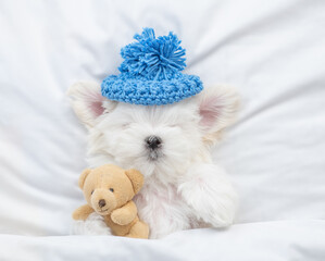 Poster - White Lapdog puppy wearing warm hat sleeps under white blanket on a bed at home and hugs favorite toy bear. Top down view