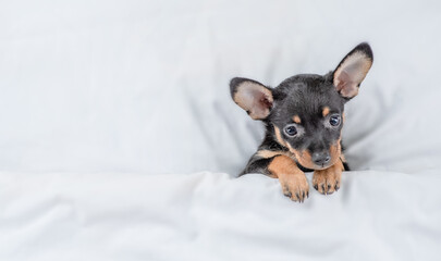 Poster - Cute Toy terrier puppy lying under white blanket on a bed at home. Top down view. Empty space for text