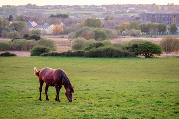 Brown horse grazing grass in a green field, town building in the background. Selective focus on the horse.