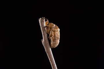 Discarded Cicada shell hanging on a branch