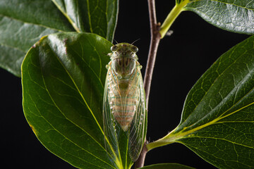 closeup of a newly emerged cicada on a branch