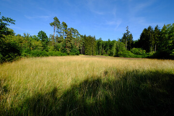 Canvas Print - Waldwiese bei Sambachshof im Naturpark Haßberge, Unterfranken, Franken, Bayern, Deutschland