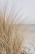 Dried grass stems on beach with white sand. Neutral beige colours nature landscape
