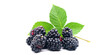Blackberries - blackberries and blackberry leaves on a white background