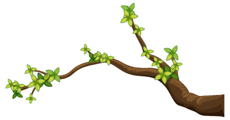 tree branch isolated on white background