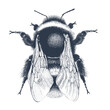 Realistic garden bumblebee. Top view. Hand drawn vector illustration